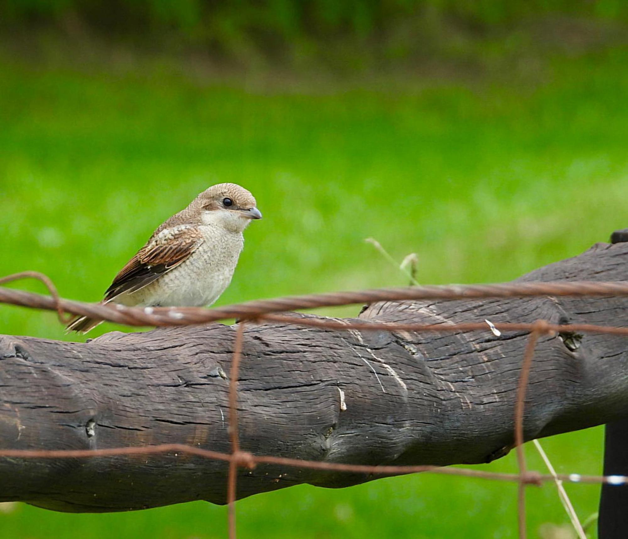 Henburg Park Rosetta Fields Country Lodge מראה חיצוני תמונה